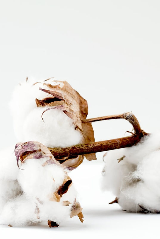 Cotton Branch